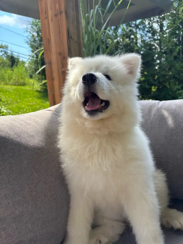 samoyed/Samoyede