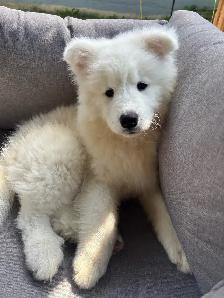 samoyed/Samoyede - Photo 2