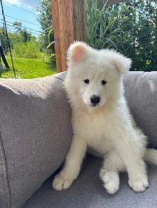 samoyed/Samoyede - Photo 3