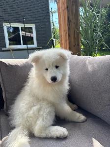 samoyed/Samoyede - Photo 4