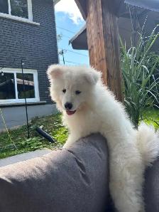 samoyed/Samoyede - Photo 5