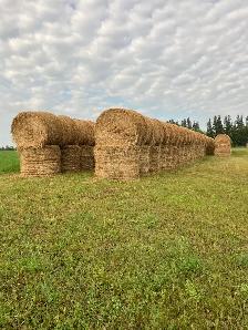 Hay for Sale