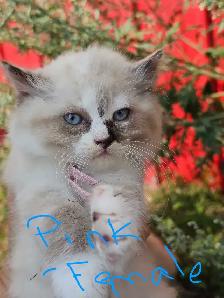 Ragdoll Kittens