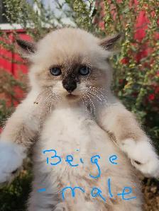 Ragdoll Kittens - Photo 2