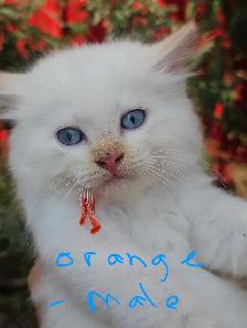 Ragdoll Kittens - Photo 3