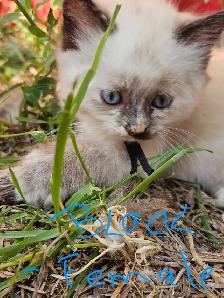 Ragdoll Kittens - Photo 4