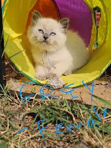Ragdoll Kittens - Photo 5