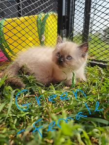 Ragdoll Kittens - Photo 6