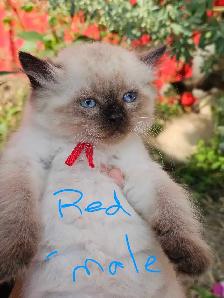 Ragdoll Kittens - Photo 7