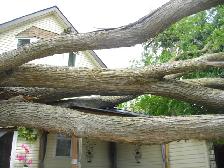 FREE FIRE WOOD JUST COME CUT WHAT YOU NEED