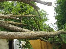 FREE FIRE WOOD JUST COME CUT WHAT YOU NEED - Photo 2