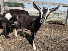 2 Purebred Alpine Doe Kids