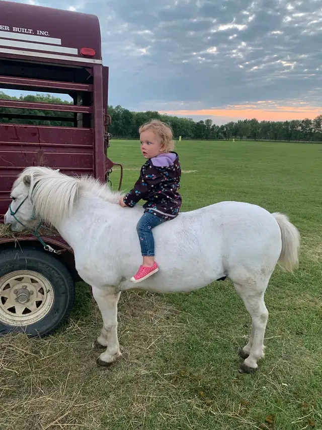 Gelding Pony