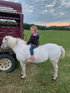 Gelding Pony