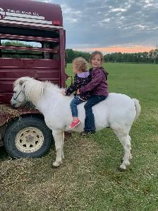 Gelding Pony - Photo 2