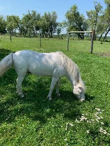 Gelding Pony - Photo 3