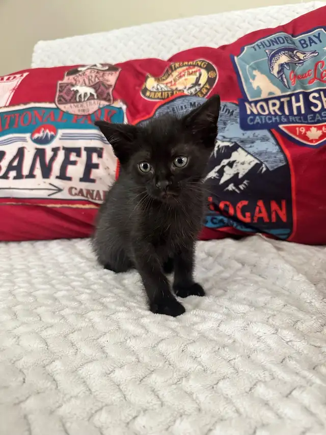 2 Adorable Country Kittens