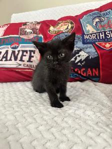 2 Adorable Country Kittens