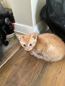 2 Adorable Country Kittens - Photo 2