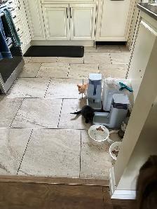 2 Adorable Country Kittens - Photo 3