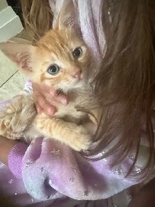 2 Adorable Country Kittens - Photo 4