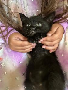 2 Adorable Country Kittens - Photo 5