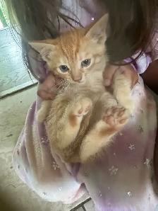 2 Adorable Country Kittens - Photo 6