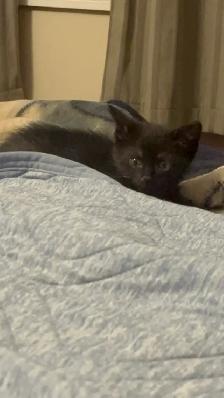 2 Adorable Country Kittens - Photo 7