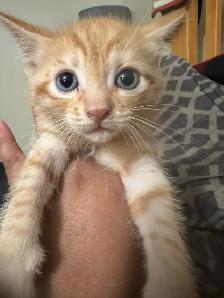 2 Adorable Country Kittens - Photo 8