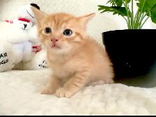 2 Adorable Country Kittens - Photo 9