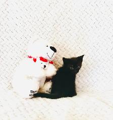 2 Adorable Country Kittens - Photo 10