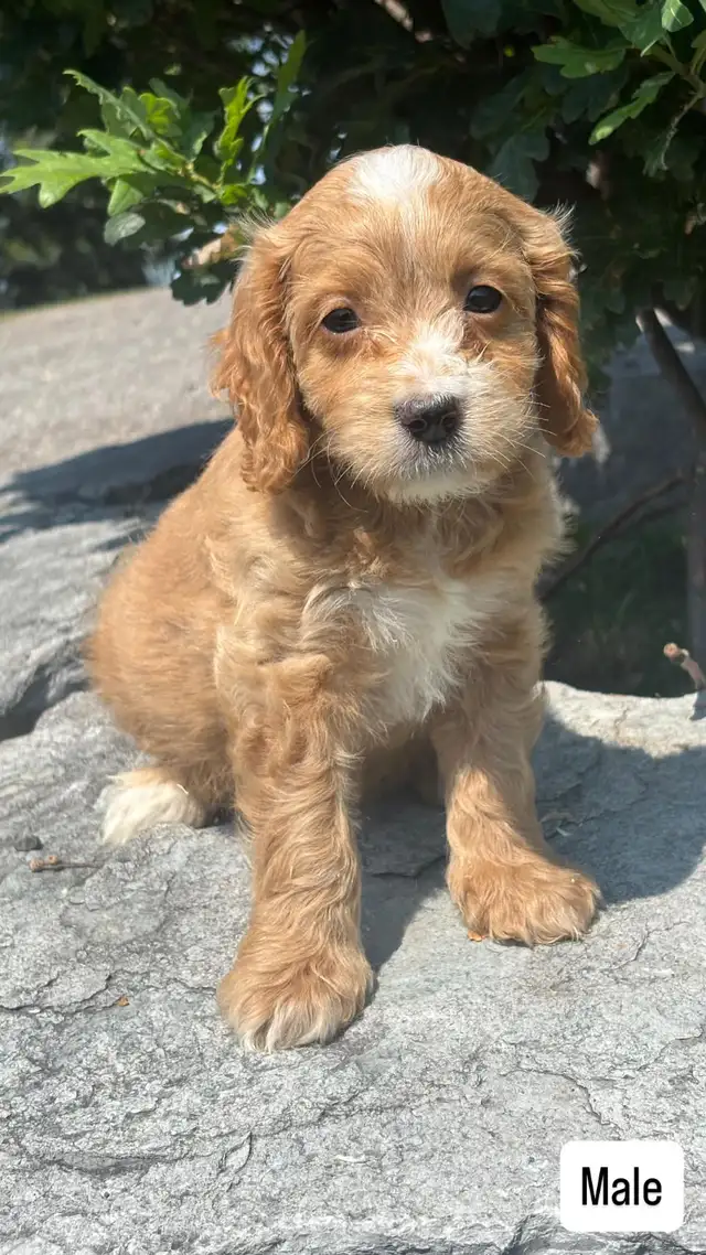 Cockapoo puppies