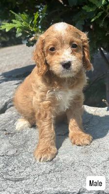 Cockapoo puppies