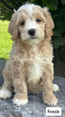 Cockapoo puppies - Photo 2