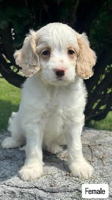 Cockapoo puppies - Photo 3