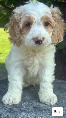 Cockapoo puppies - Photo 4