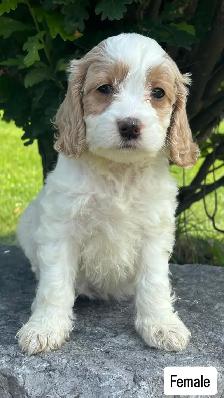 Cockapoo puppies - Photo 5