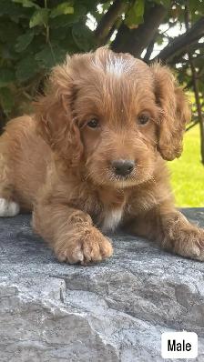 Cockapoo puppies - Photo 6