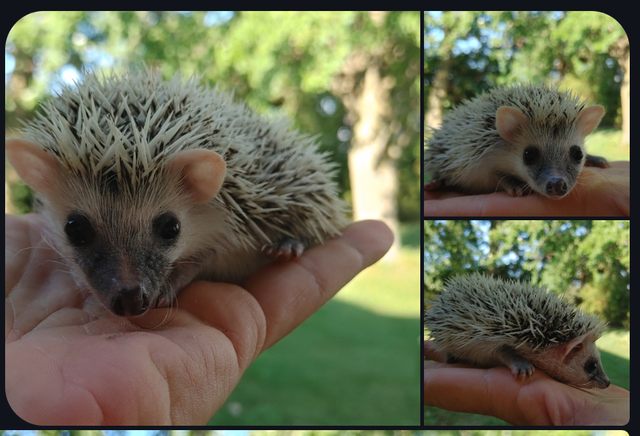 ❤️❤️READY Alora ! Platinum reverse Pinto baby hedgehog girl Text