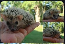 ❤️❤️READY Alora ! Platinum reverse Pinto baby hedgehog girl Text