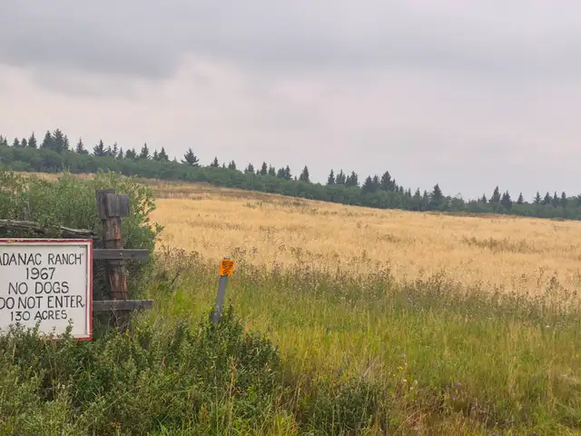 40 Acres Salvage Feed Oats / Swath Grazing Available (Rocky V