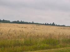 40 Acres Salvage Feed Oats / Swath Grazing Available (Rocky V - Photo 4