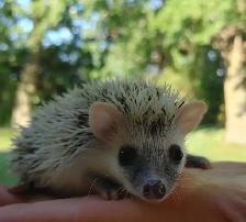 ❤️❤️READY Alora ! Platinum reverse Pinto baby hedgehog girl Text