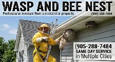 Wasp nest and bees nest removal