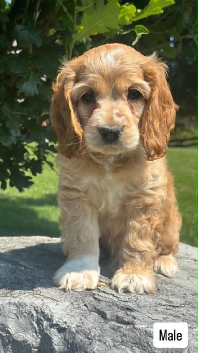 purebred Cocker Spaniel Puppies