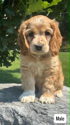 purebred Cocker Spaniel Puppies
