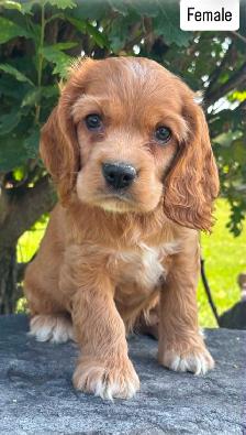 purebred Cocker Spaniel Puppies - Photo 2