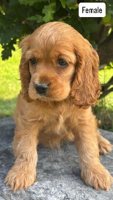 purebred Cocker Spaniel Puppies - Photo 3