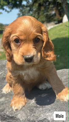 purebred Cocker Spaniel Puppies - Photo 4