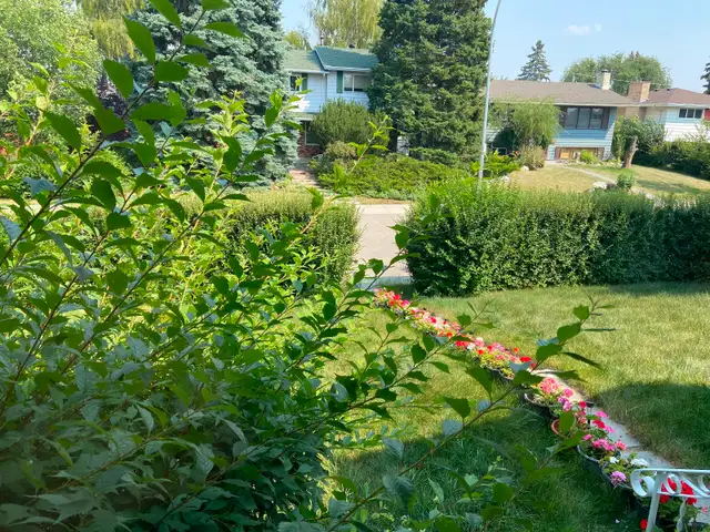 Help needed for yard work TODAY